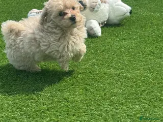Maltipoo dogs Beautiful small Maltipoos (Asian poodle) f1 💙💙 - Advert 6