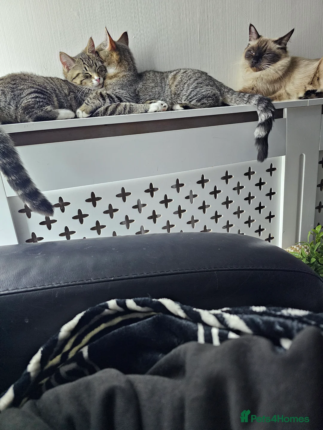 Mixed Breed cats for sale: Young Cats looking for a new home 🏡  - Advert 2