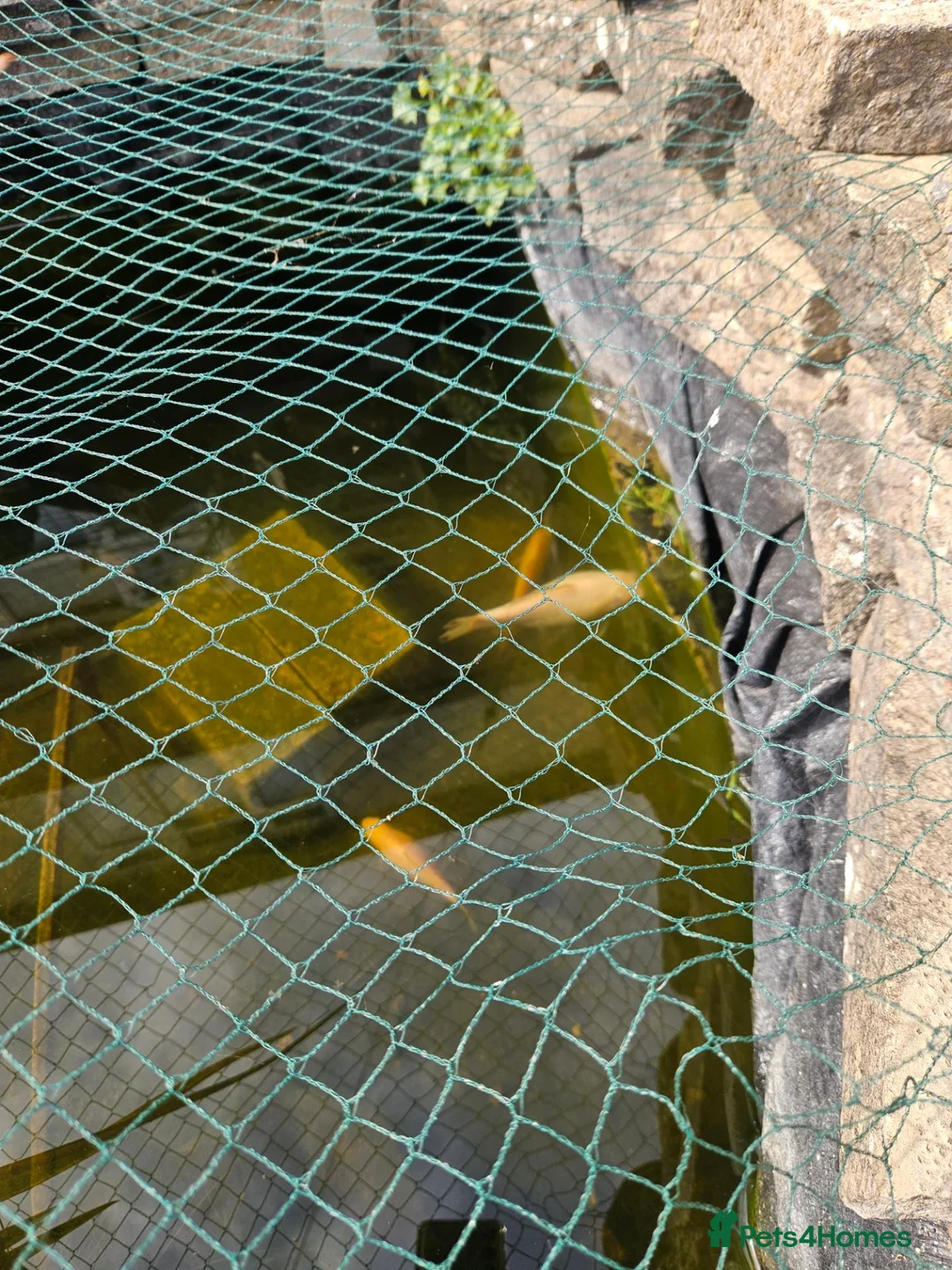 Koi Carp fish for sale: Koi Carp in Guildford - Advert 2