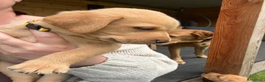 Labrador Retriever 5