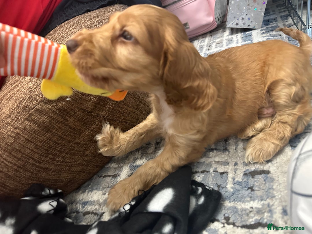 American Cocker Spaniel dogs for sale: Cocker spaniel  (PRICE CAN BE NEGOTIATED) - Image 4