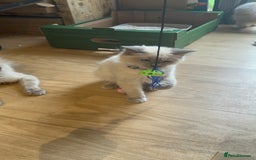 Birman cats for sale: Birman kittens  - Image 21