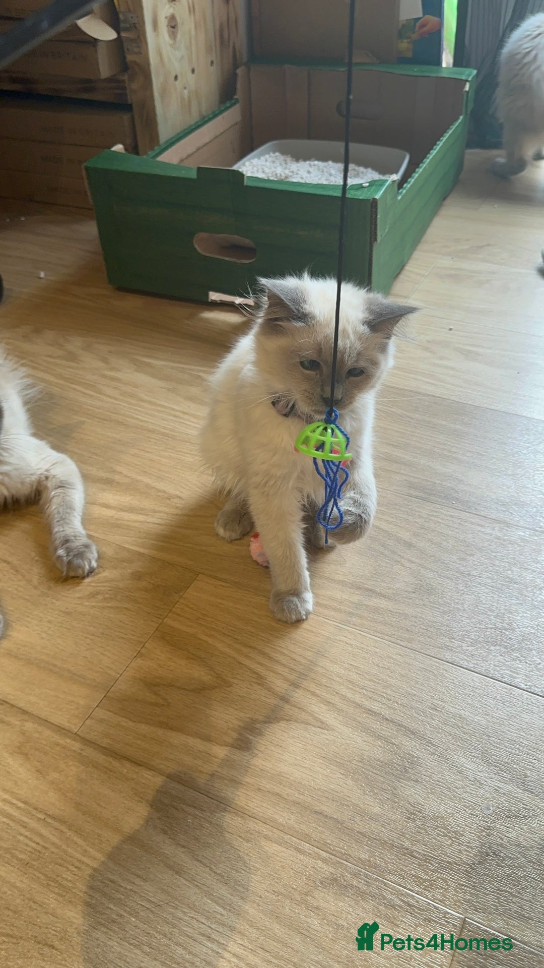 Birman cats for sale: Birman kittens  - Image 21
