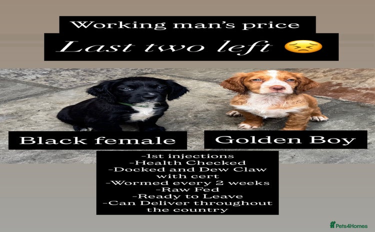 Cocker Spaniel dogs - Advert 8