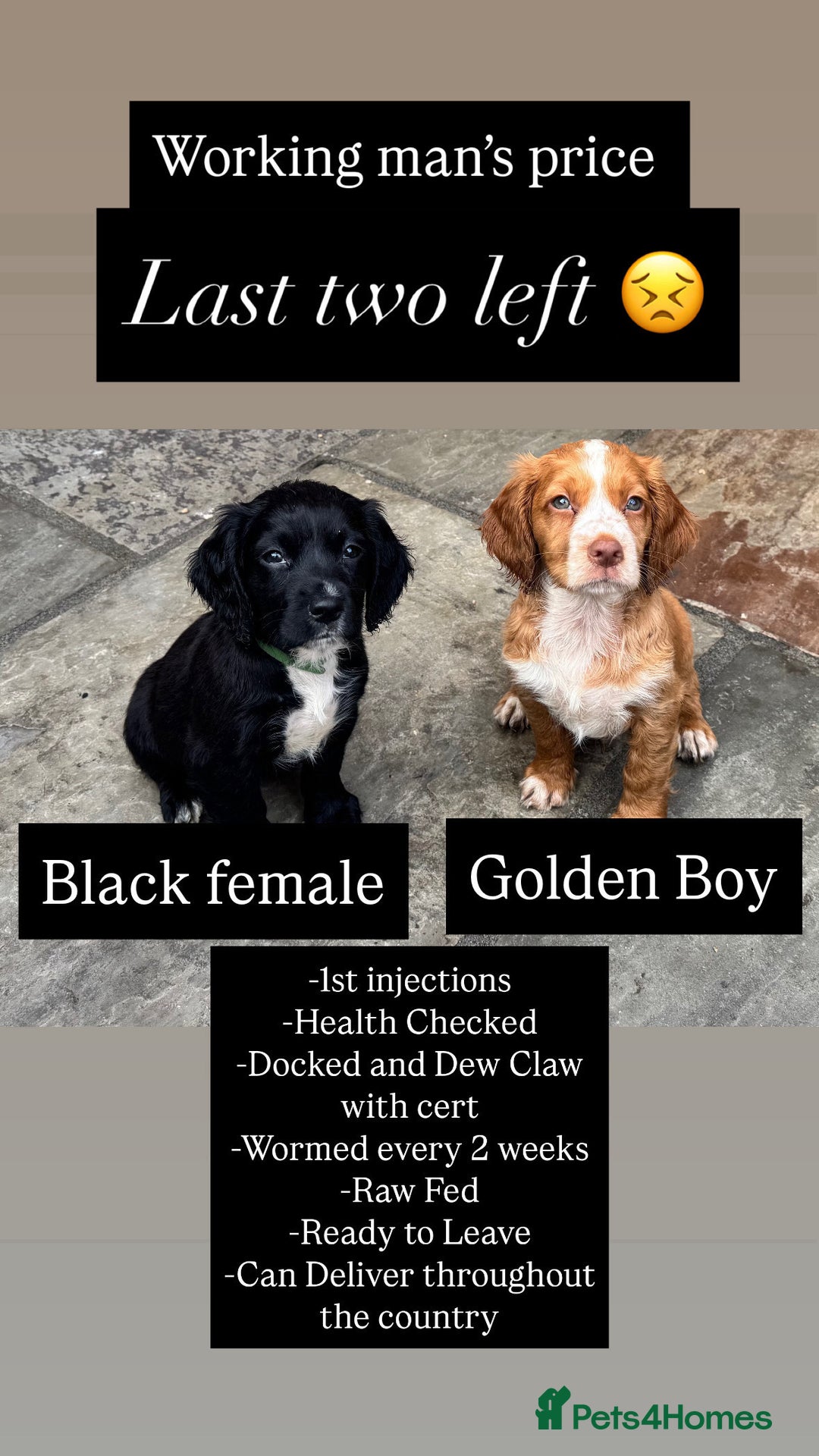 Cocker Spaniel dogs for sale: Working Cocker Spaniel  - Image 1