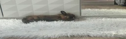 Lionhead rabbits for sale: Lion head 8 months old  - Advert 4