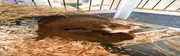 Guinea Pig rodents for sale: 2 female guinea pigs looking for new home - Advert 3