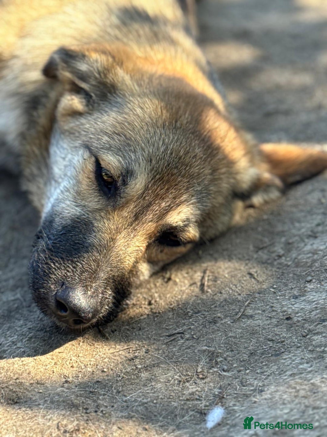 Mixed Breed dogs for adoption: EVIE - a Beautiful & Kind Girl, for a Loving Home - Image 10