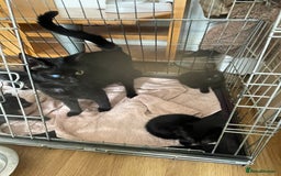 British Shorthair cats for sale: Litter of 5 lovely kittens  - Image 1