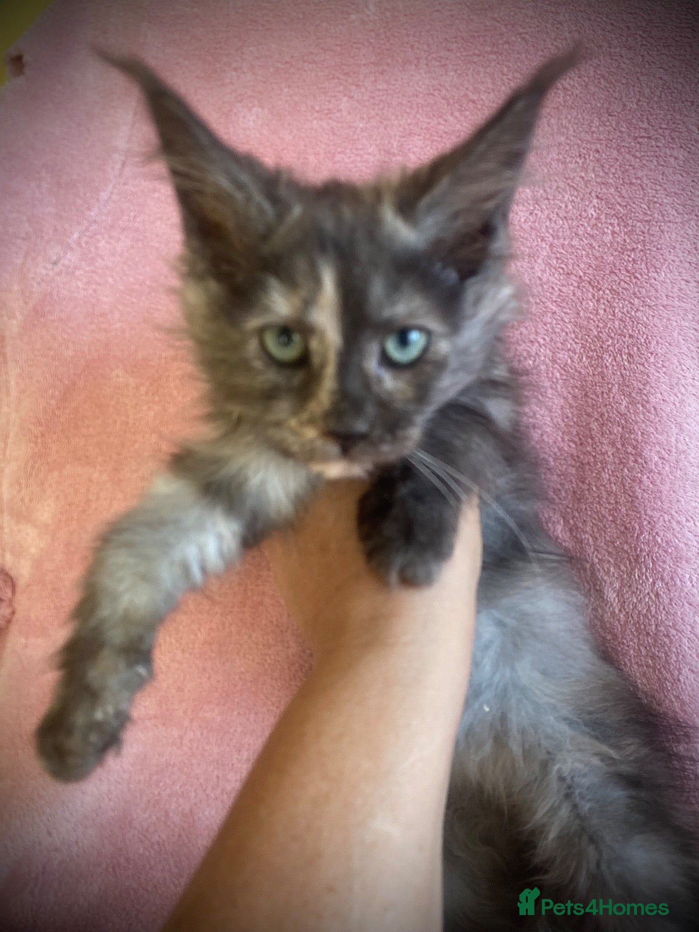 Maine Coon cats for sale: Full Russian lines Coon kittens Registered Parents - Advert 1