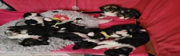 Lhasa Apso dogs for sale: Lhasa Apso — Ready to go! Beautiful Babies. - Advert 3