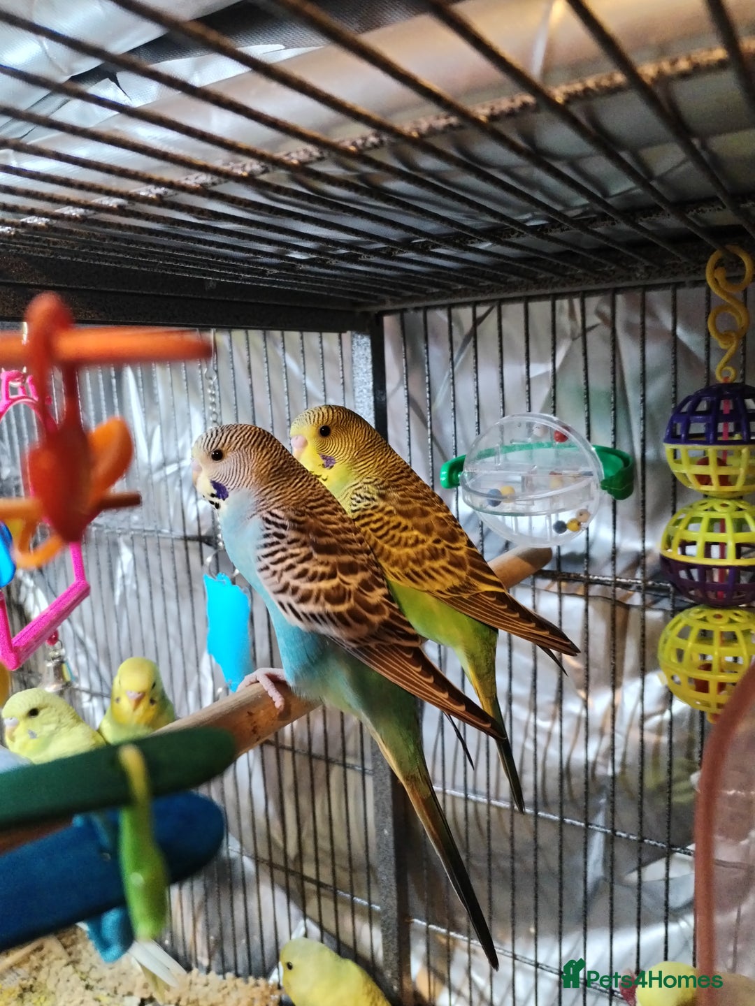 Budgerigars birds for sale: Beautiful baby budgies  - Image 2