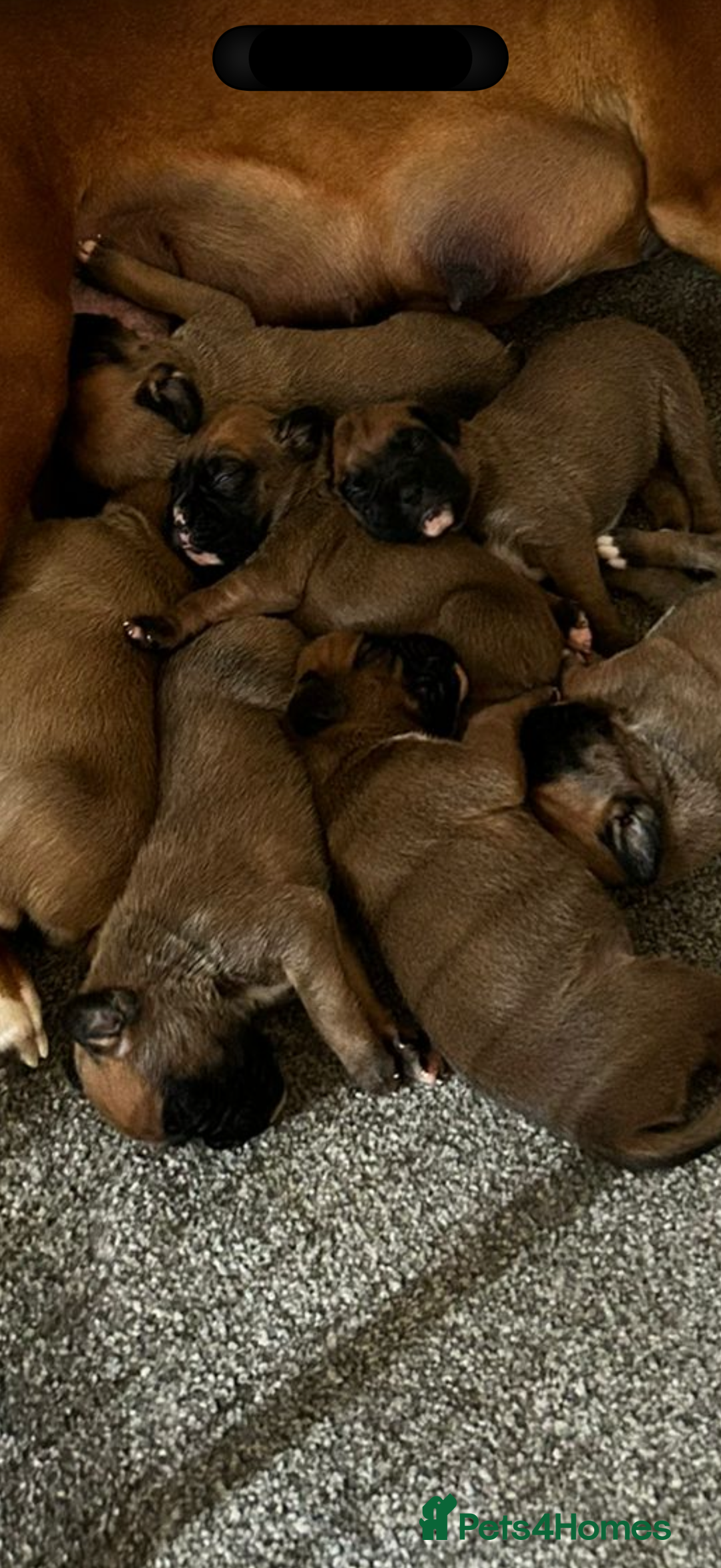 Boxer dogs for sale: KC Registered Boxer Puppies Ready in September 🐾 - Image 2