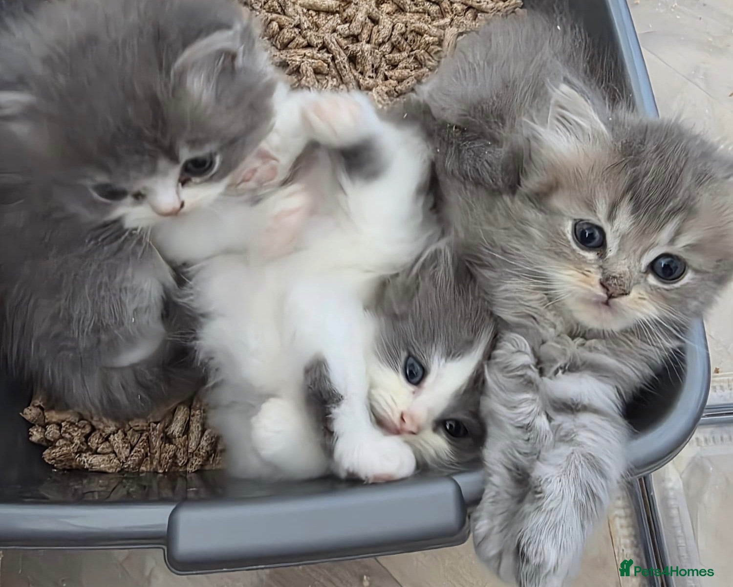 Persian cats Persian kittens looking for loving homes  - Advert 1