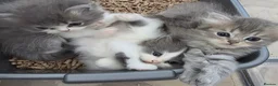 Persian cats for sale: Persian kittens looking for loving homes  - Advert 1