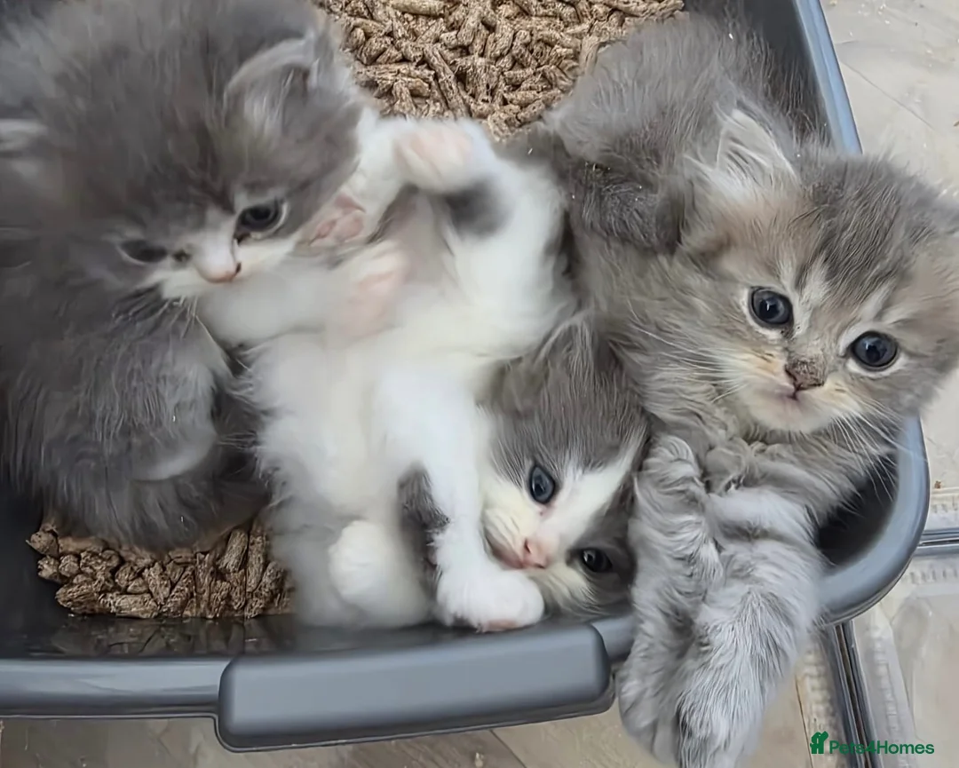 Persian cats for sale: Persian kittens looking for loving homes  - Advert 1