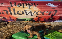 Cocker Spaniel dogs for stud: Stunning  Cocker Spaniel for stud in Northwood - Advert 15