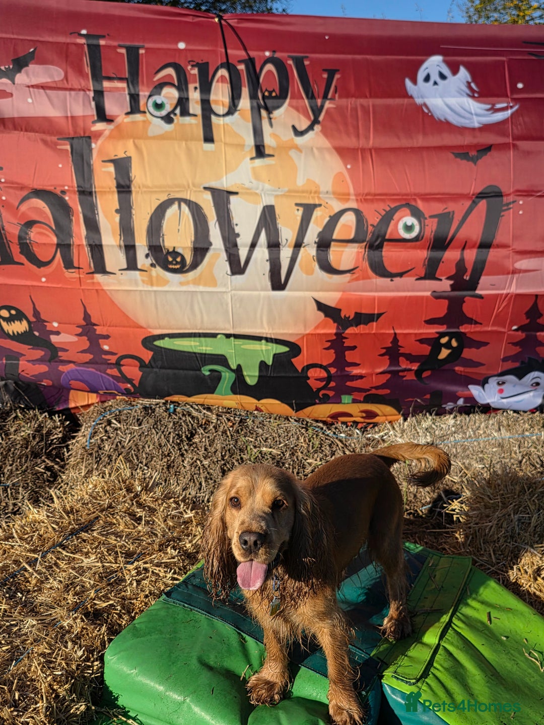 Cocker Spaniel dogs for stud: Stunning  Cocker Spaniel for stud in Northwood - Advert 15