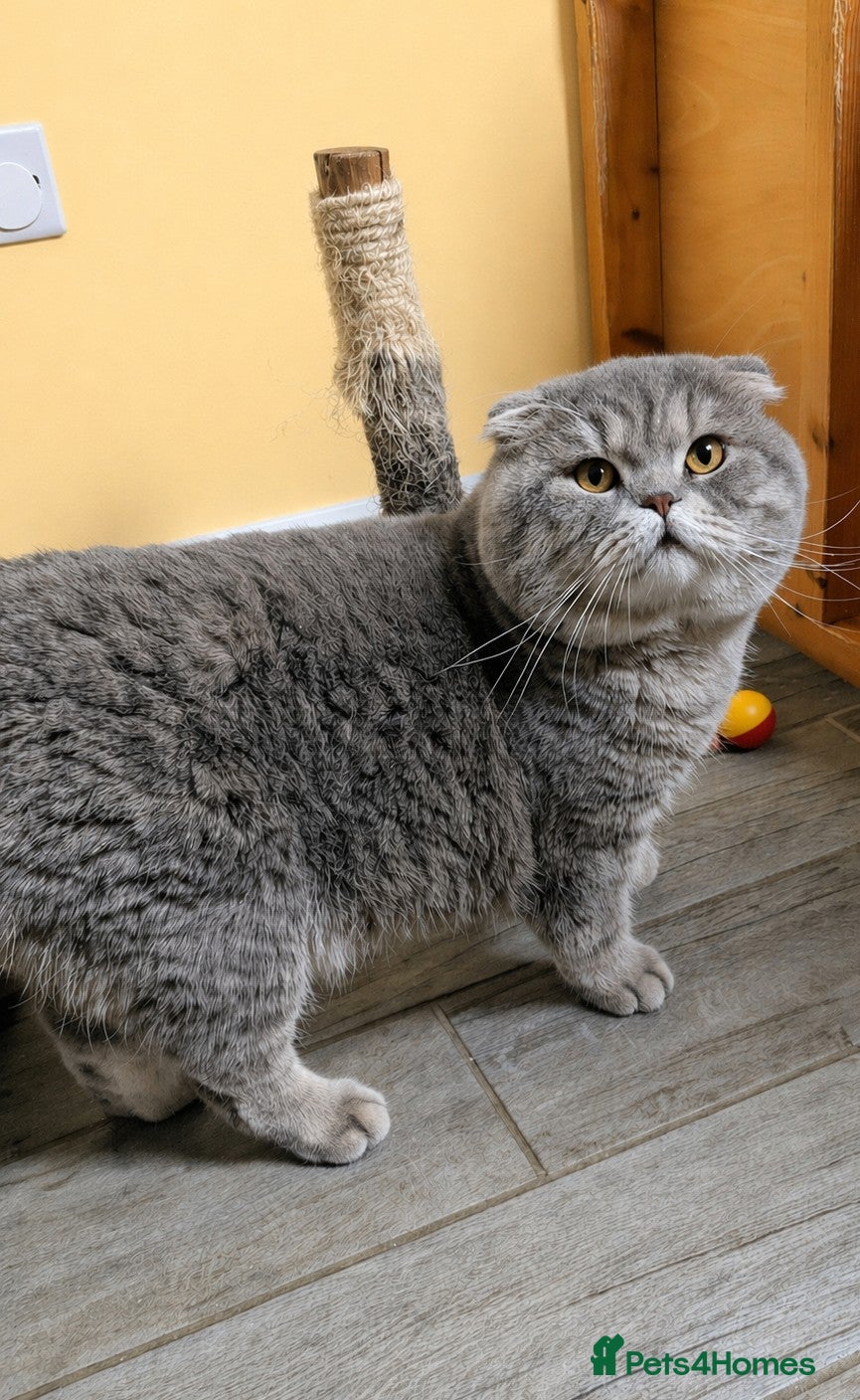 Scottish Fold cats A beautiful Scottish Fold boy for stud duties  - Advert 22