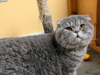 Scottish Fold cats A beautiful Scottish Fold boy for stud duties - Advert 22