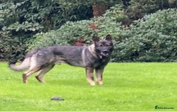 German Shepherd dogs for sale: KC Straight back GSD Puppies 🐶  - Image 3