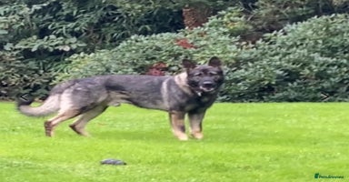 German Shepherd dogs - Advert 14