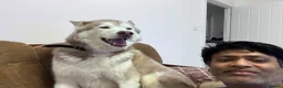 Siberian Husky dogs for sale: Red and white 8.5 year old Siberian Husky - Advert 3