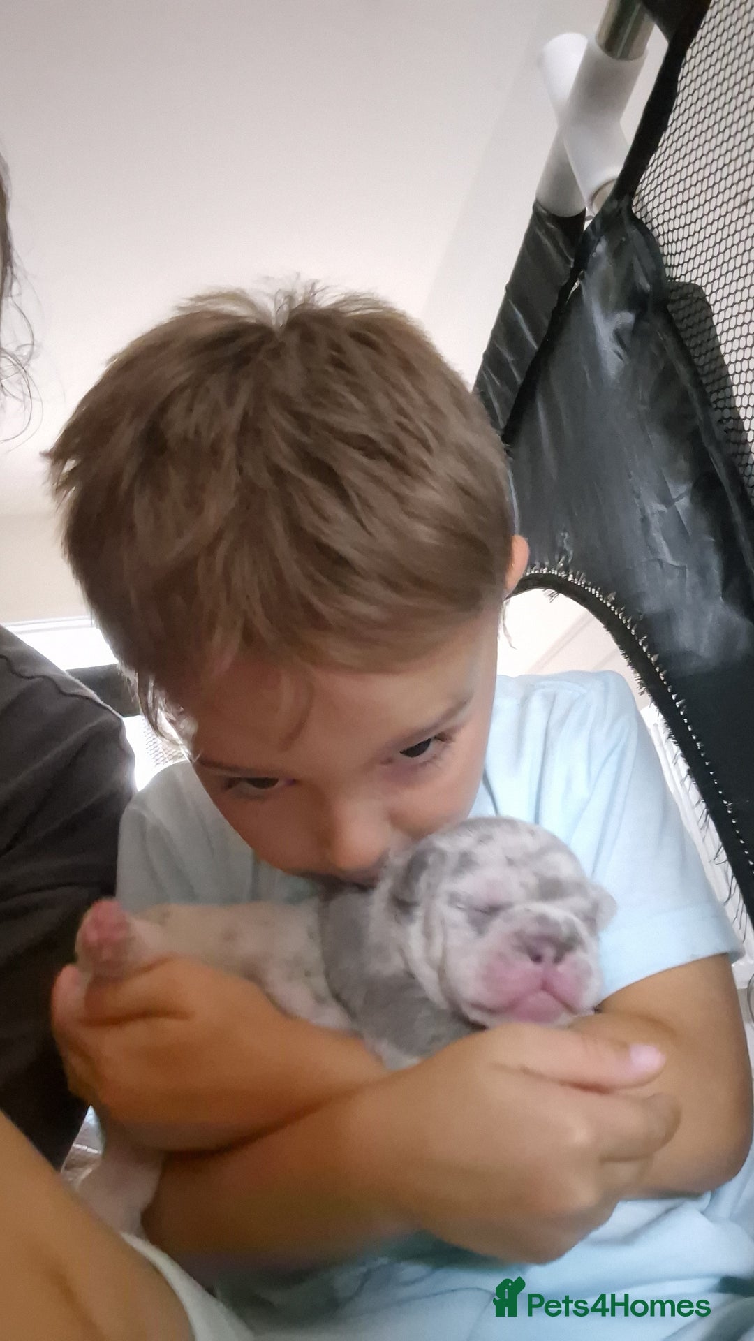 French Bulldog dogs for sale: Beautiful lilac French bulldogs - Image 11