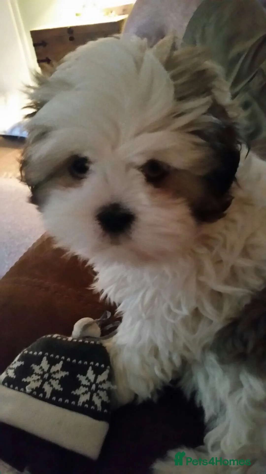 Toy Poodle dogs for stud: Phantom Toy Poodle Tri colour KC (STUD ONLY) in Coalville - Advert 35