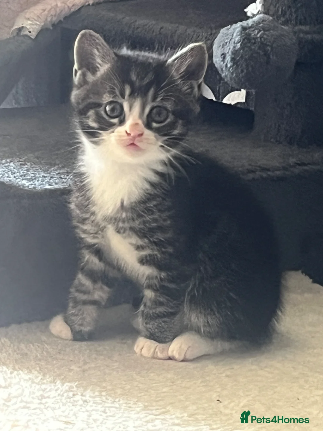 Mixed Breed cats for sale: Gorgeous kittens  - Advert 2