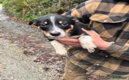 Border Collie dogs for sale: Border collie pups! - Image 7