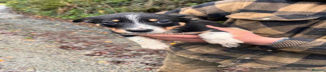 Border Collie Puppy 3