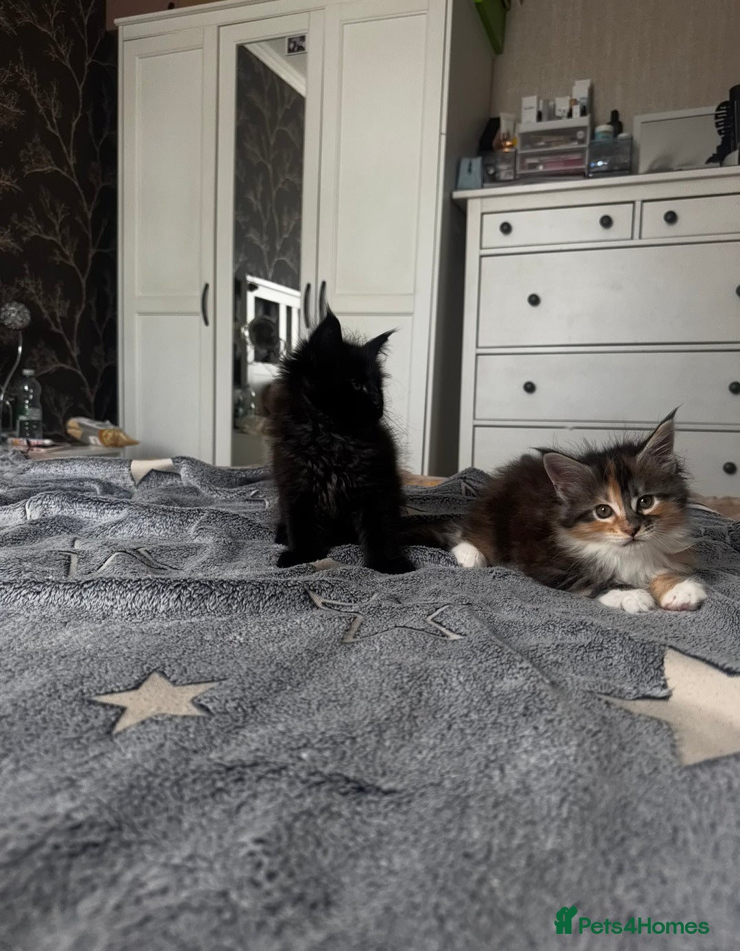 Maine Coon cats for sale: 1 BLACK SMOKE BOY 1 TORTIE GIRL MAINE COON KITTENS - Image 3