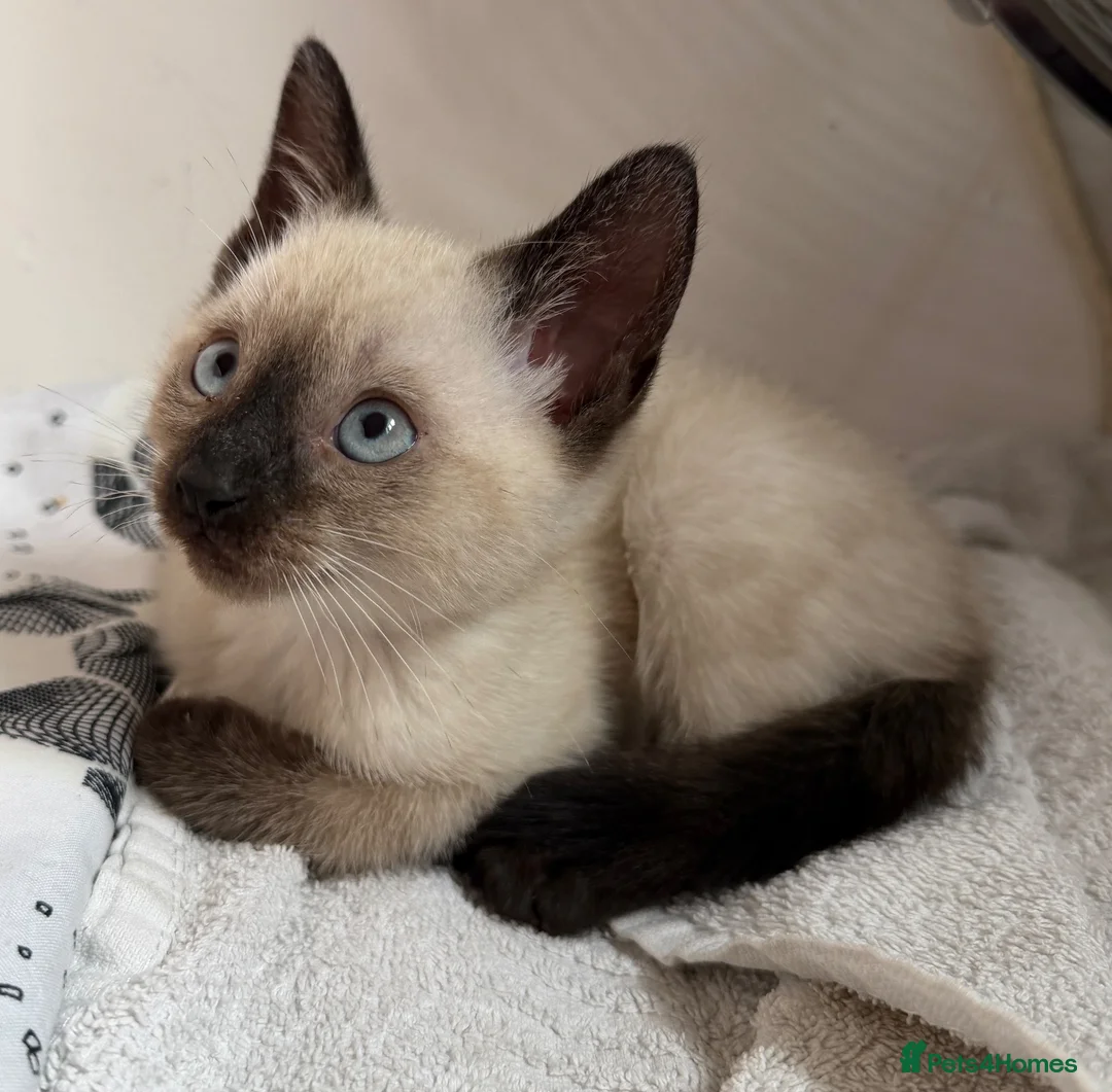 Siamese cats for sale: Siamese x kitten  - Advert 8