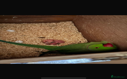 Ringnecks birds for sale: Ringnecks - Image 4