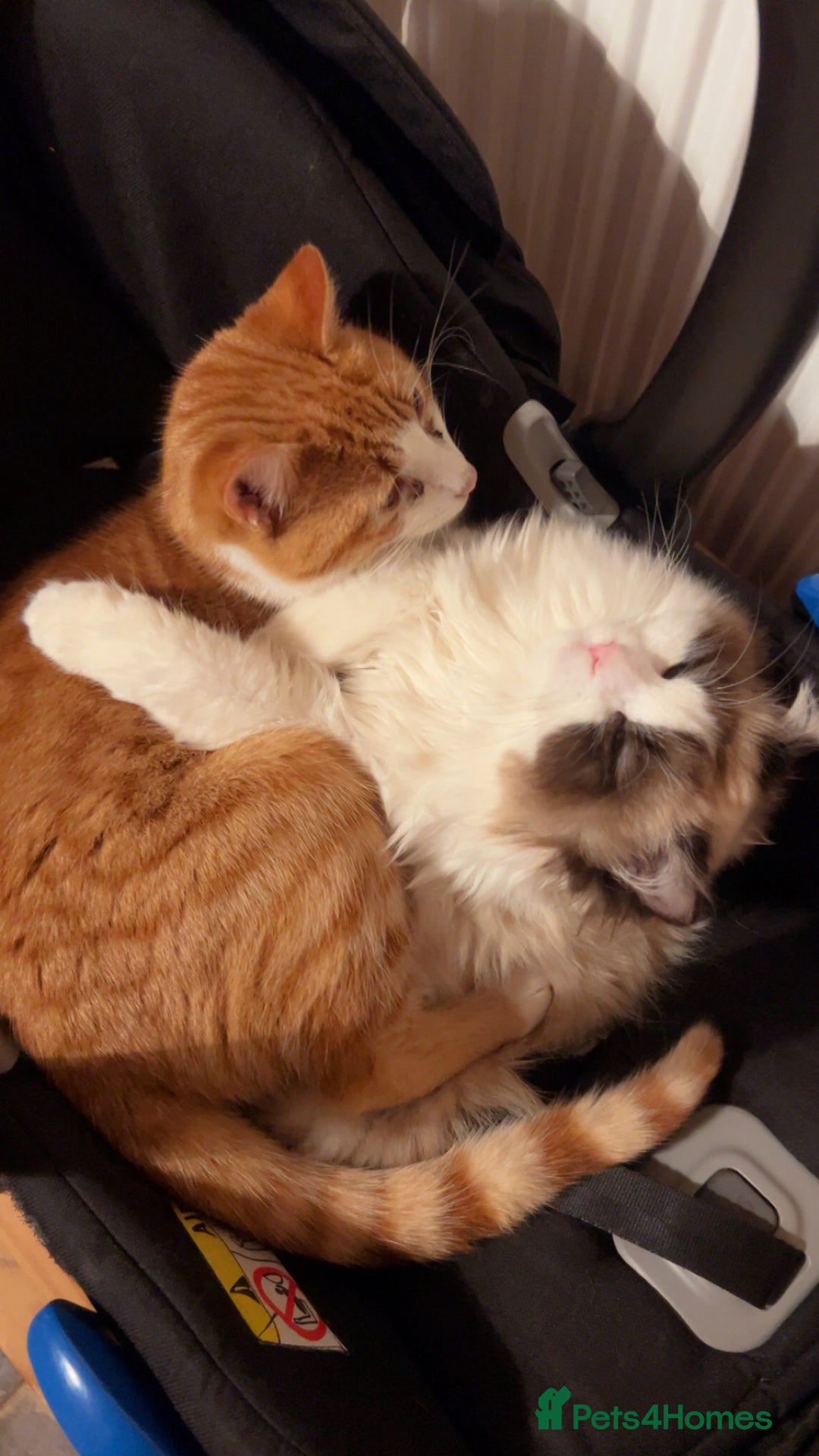 Ragdoll cats for sale: Ragdoll x Kittens ( prices vary)  - Image 13