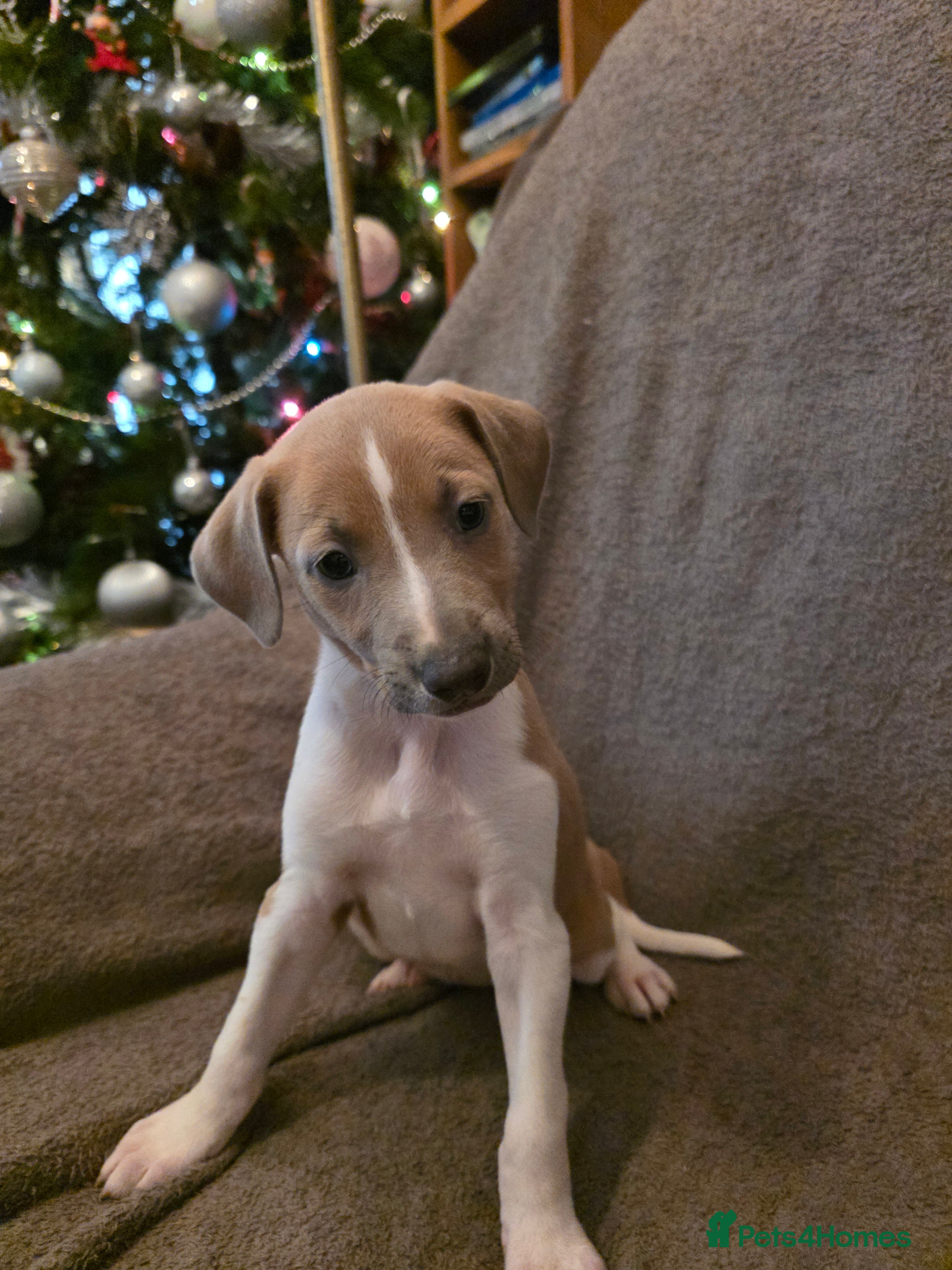 Mixed Breed dogs Italian Greyhound x Bull Greyhound Puppies - Advert 3