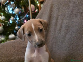 Mixed Breed dogs Italian Greyhound x Bull Greyhound Puppies - Advert 13