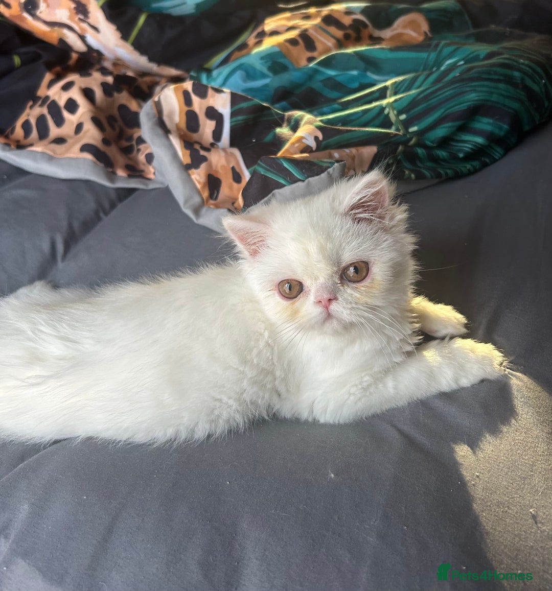 Persian cats for sale: Beautiful Persian kittens - Advert 14