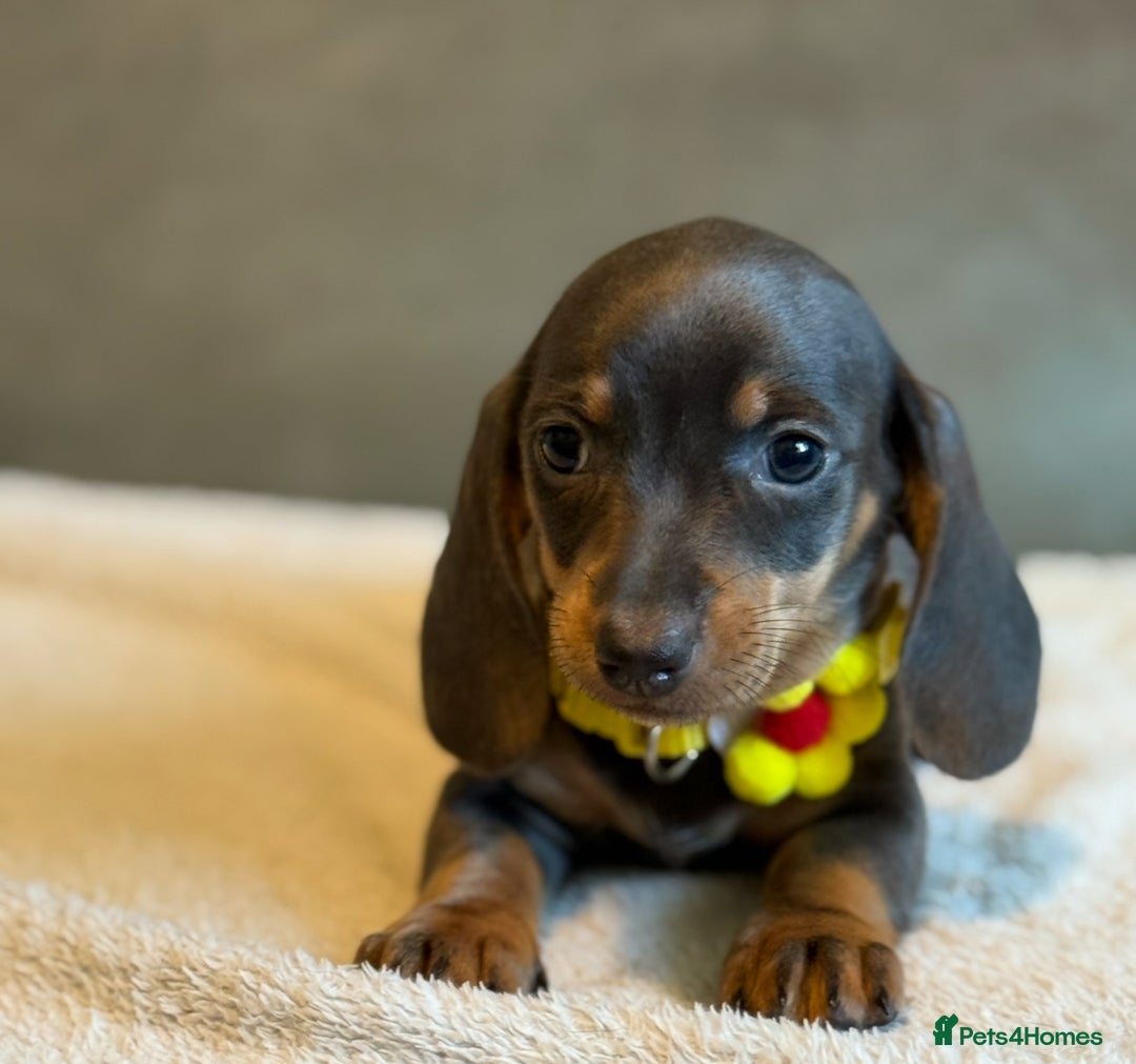 Miniature Dachshund dogs for sale: KC Reg Miniature Dachshund Puppies  - Image 21