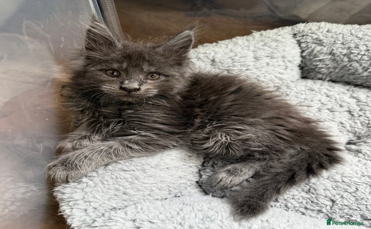 Maine Coon cats for sale - Advert 1