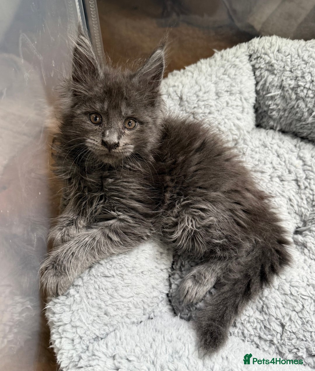 Maine Coon cats for sale: Blue & black smoke available  - Image 1