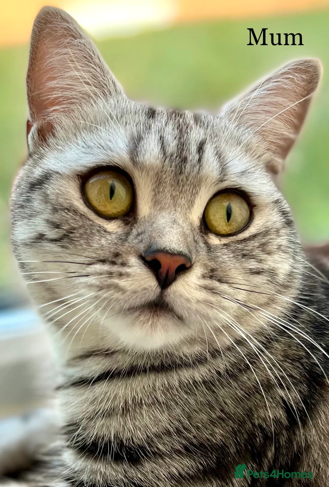 British Shorthair cats for sale: GCCF Rare Show Quality BSH Silver Tabby Kittens  - Advert 7