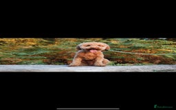Cavapoo dogs for sale: Outstanding cavapoo pups - Image 5