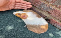 Guinea Pig rodents for sale: Guinea Pigs  - Image 10
