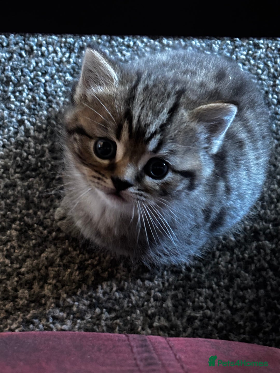Mixed Breed cats for sale: Boy ( mom Scotish straight, dad mix )  - Image 4