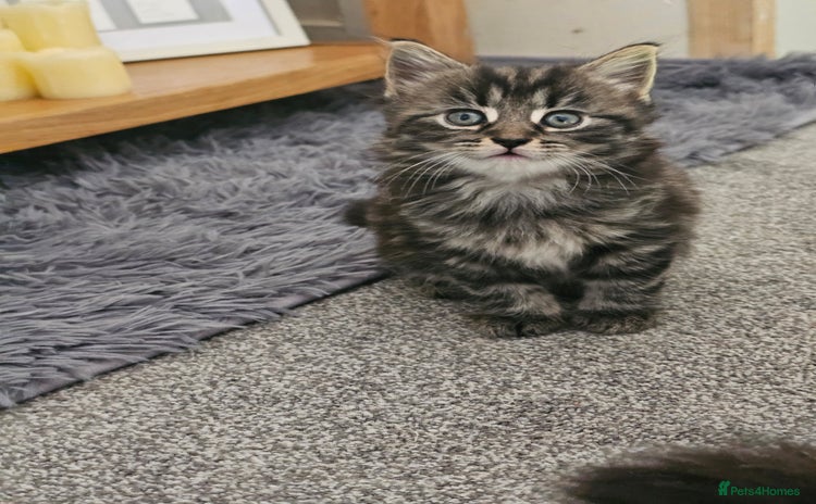 Mixed Breed cats - Advert 1