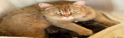 British Longhair cats for sale: ⭐️GORGEOUS BRITISH LONGHAIR KITTENS ⭐️ - Advert 18
