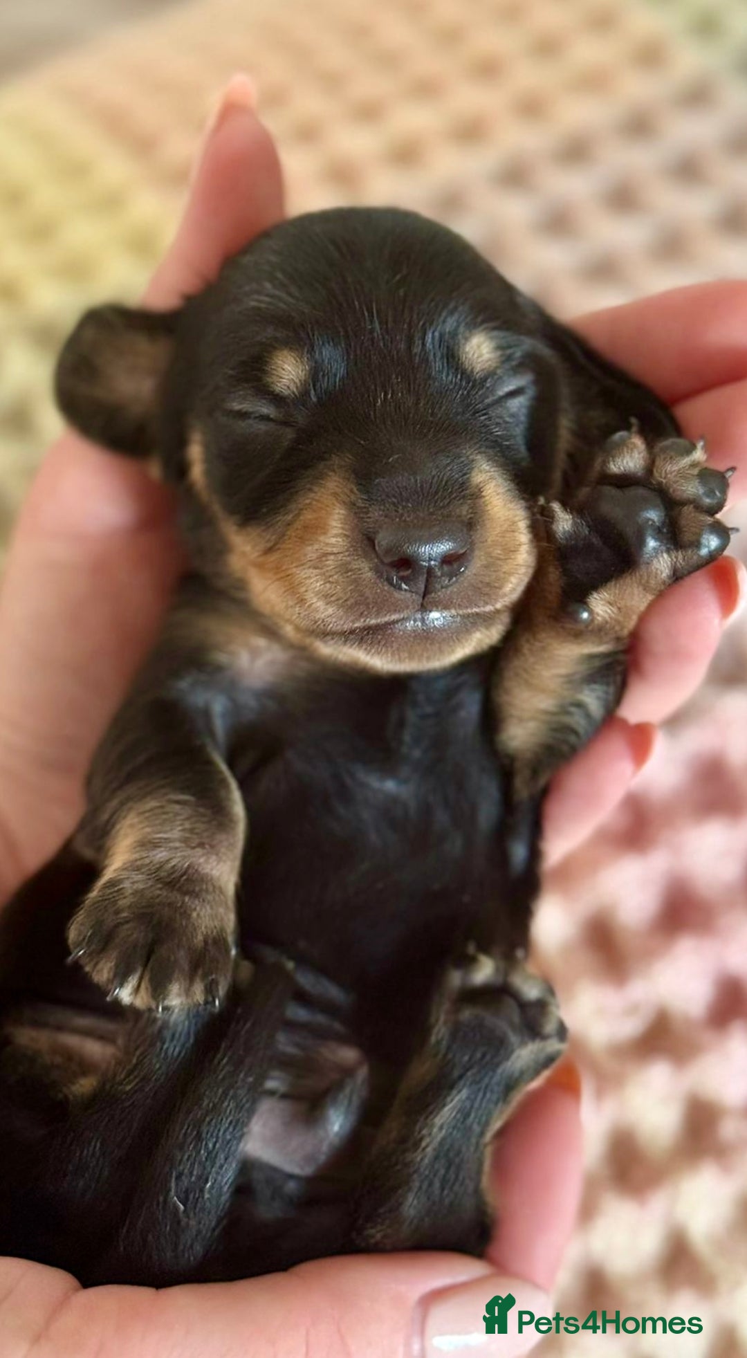 Miniature Dachshund dogs for sale: BEAUTIFUL KC REG AND PRA CLEAR MINIS - Image 4
