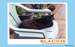 Mixed Breed cats for adoption: Affectionate and Sophisticated Gentleman Cat - Image 2
